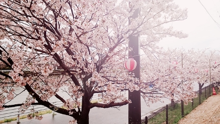 由良川の桜