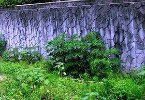 やっと花が・・・