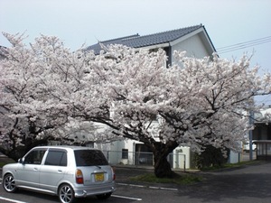 花見シーズン到来ですね～