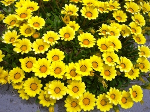 コナン通りは花々がいっぱい！