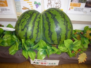 大栄双子スイカを展示しています！