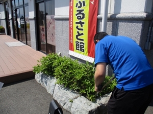✿業火のひまわり✿成長日記⑤