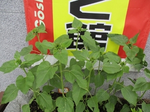 ✿業火のひまわり✿成長日記⑧