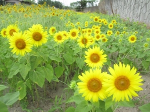 ひまわり開花！