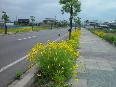 ★ふるさと館花だより vol.4★