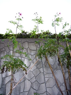 やっと花が・・・