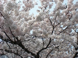 花見シーズン到来ですね～