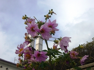 冬空にそびえる花。