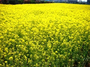 一面に広がる・・・