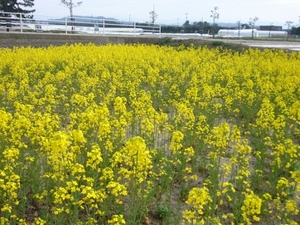 満開です！