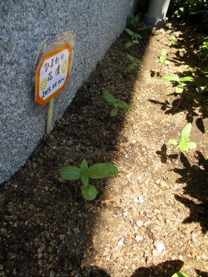 ✿業火のひまわり✿成長日記④