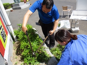 ✿業火のひまわり✿成長日記⑤