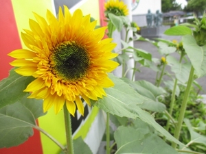 ✿業火のひまわり✿成長日記⑨