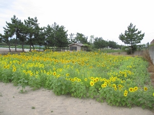 ひまわり開花！