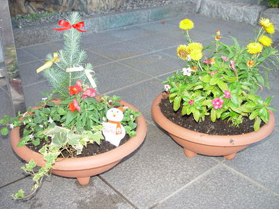 花の植え替えをしました！