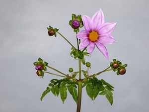 やっと花が・・・