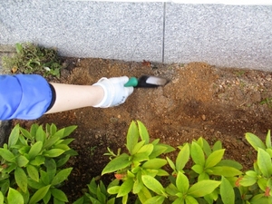 ✿業火のひまわり✿成長日記①