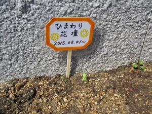 ✿業火のひまわり✿成長日記②
