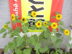 ✿業火のひまわり✿成長日記⑨