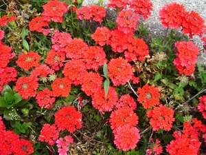 コナン通りは花々がいっぱい！